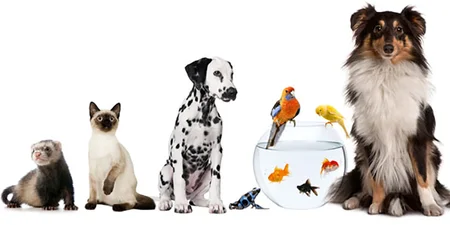 Animal Care - QLS Level 3 Course