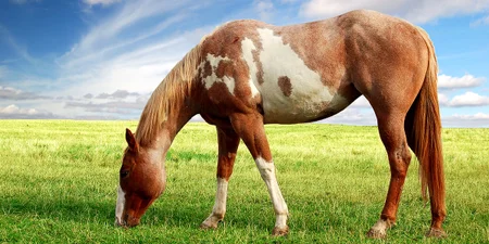 Equine Studies - QLS Level 2 Course